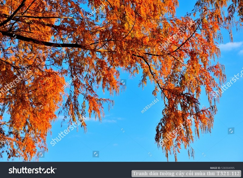 Tranh dán tường cây cối mùa thu T321-112